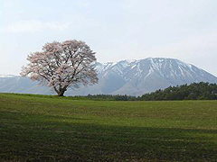 Koiwai Koiwai