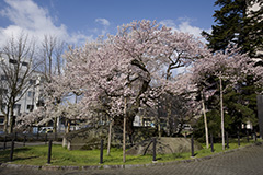 Ishiwari Ishiwari